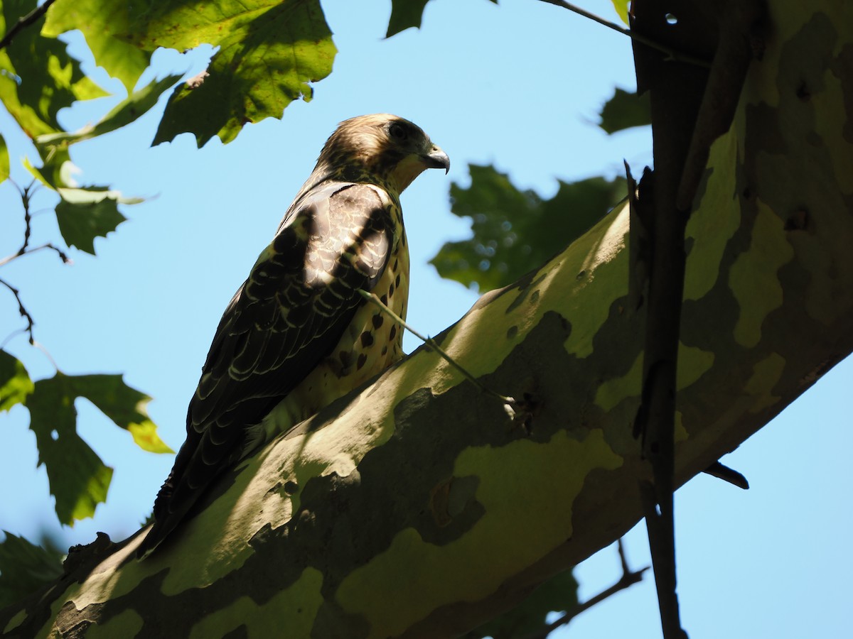 Broad-winged Hawk - ML642537113