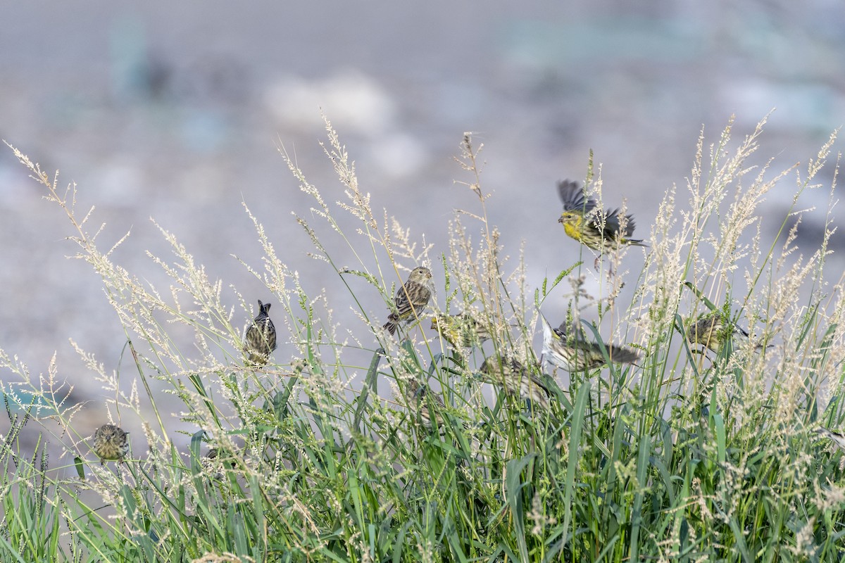 European Serin - ML642537127