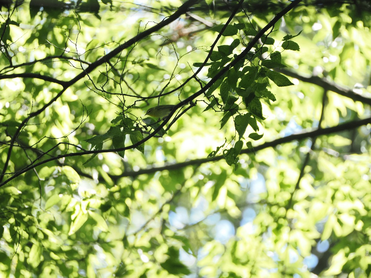Tennessee Warbler - ML642537133