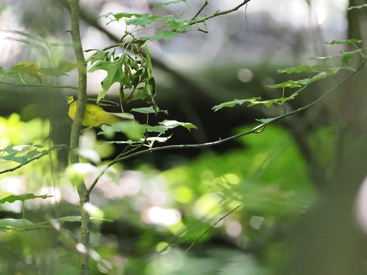 Hooded Warbler - ML642537143