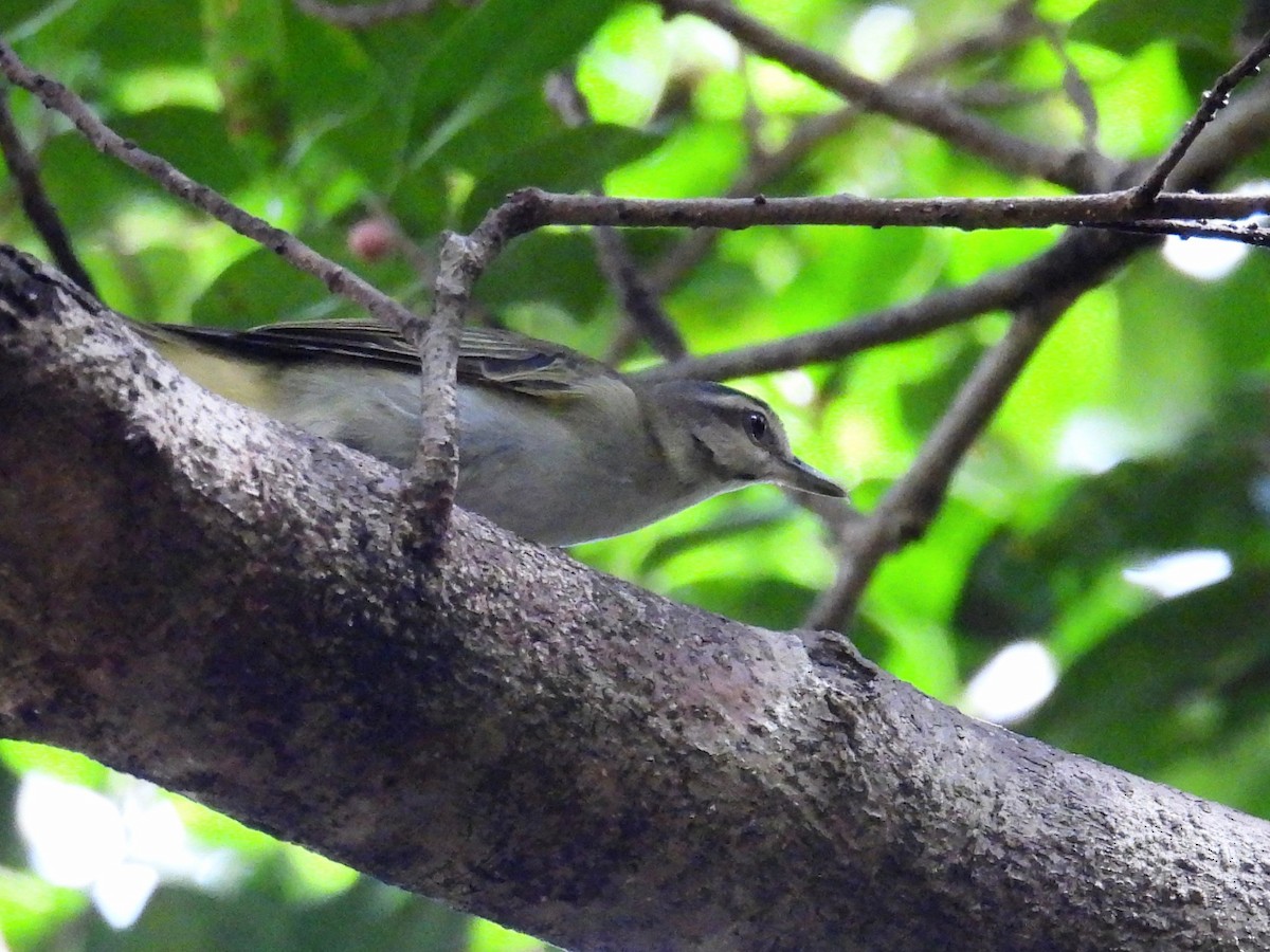 Black-whiskered Vireo - ML642537158