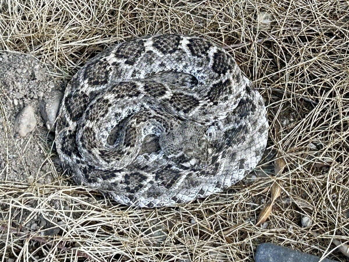 Western Diamond-backed Rattlesnake - ML642537159