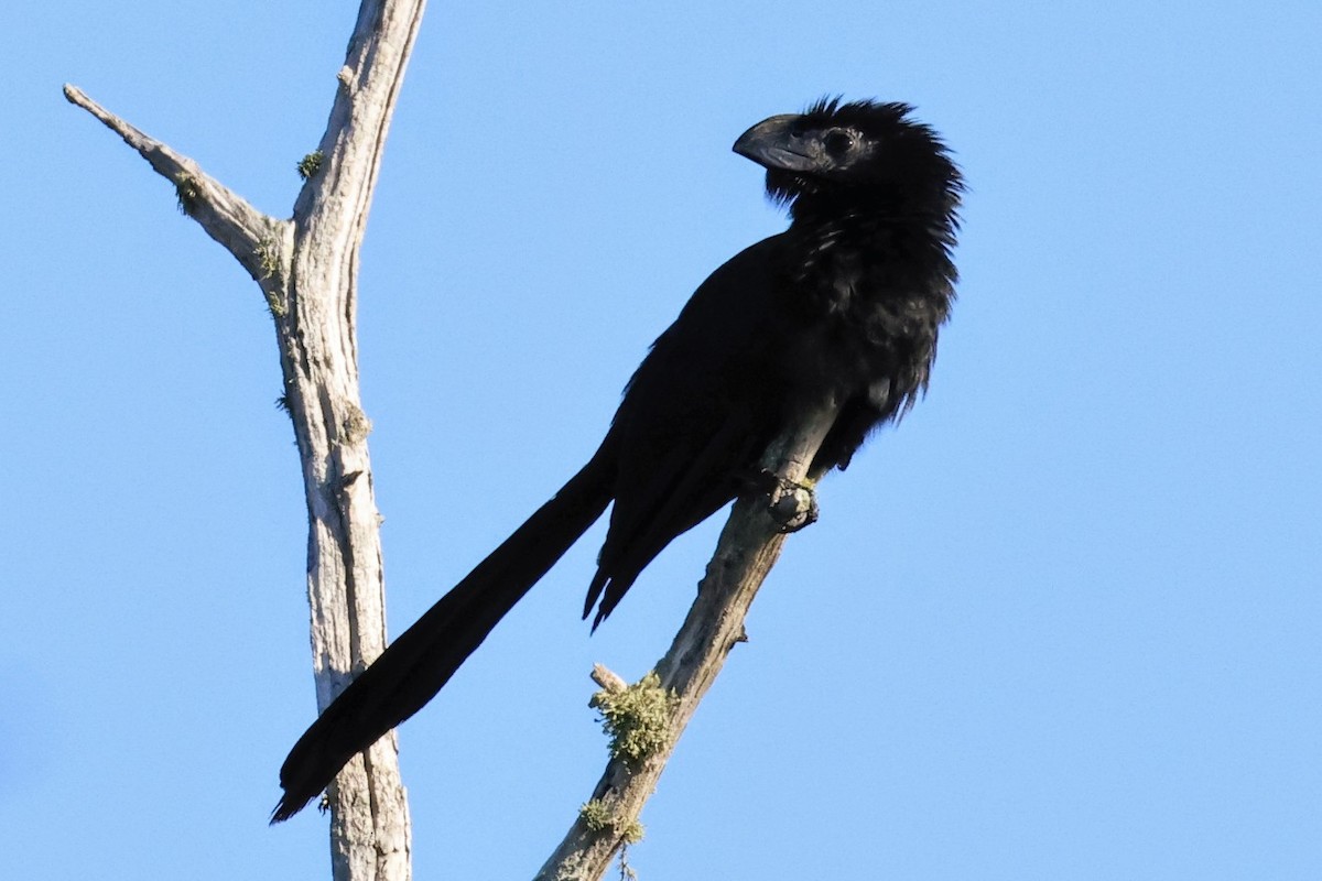 Groove-billed Ani - ML642537163