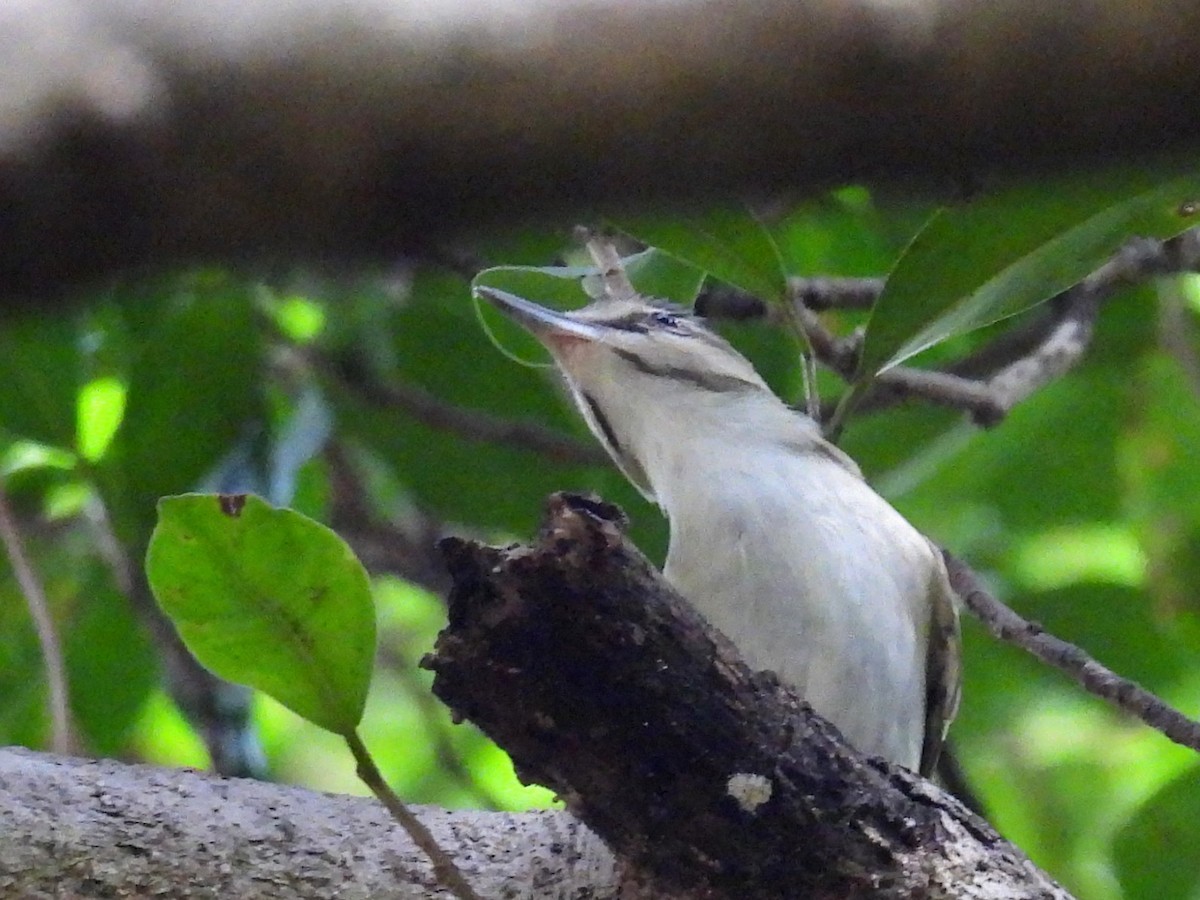 Black-whiskered Vireo - ML642537167
