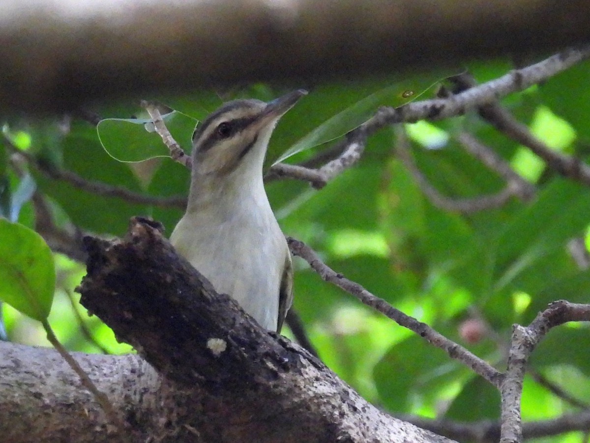 Black-whiskered Vireo - ML642537190
