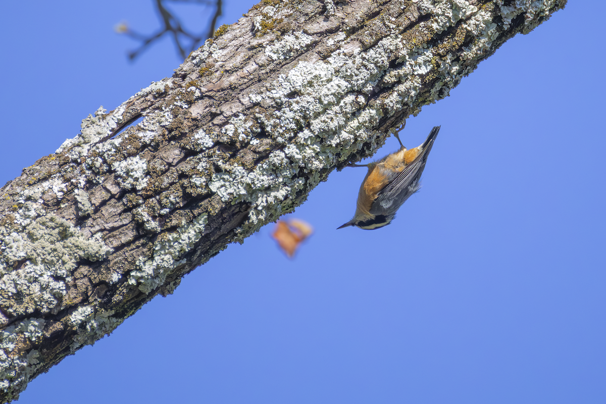 Red-breasted Nuthatch - ML642537215
