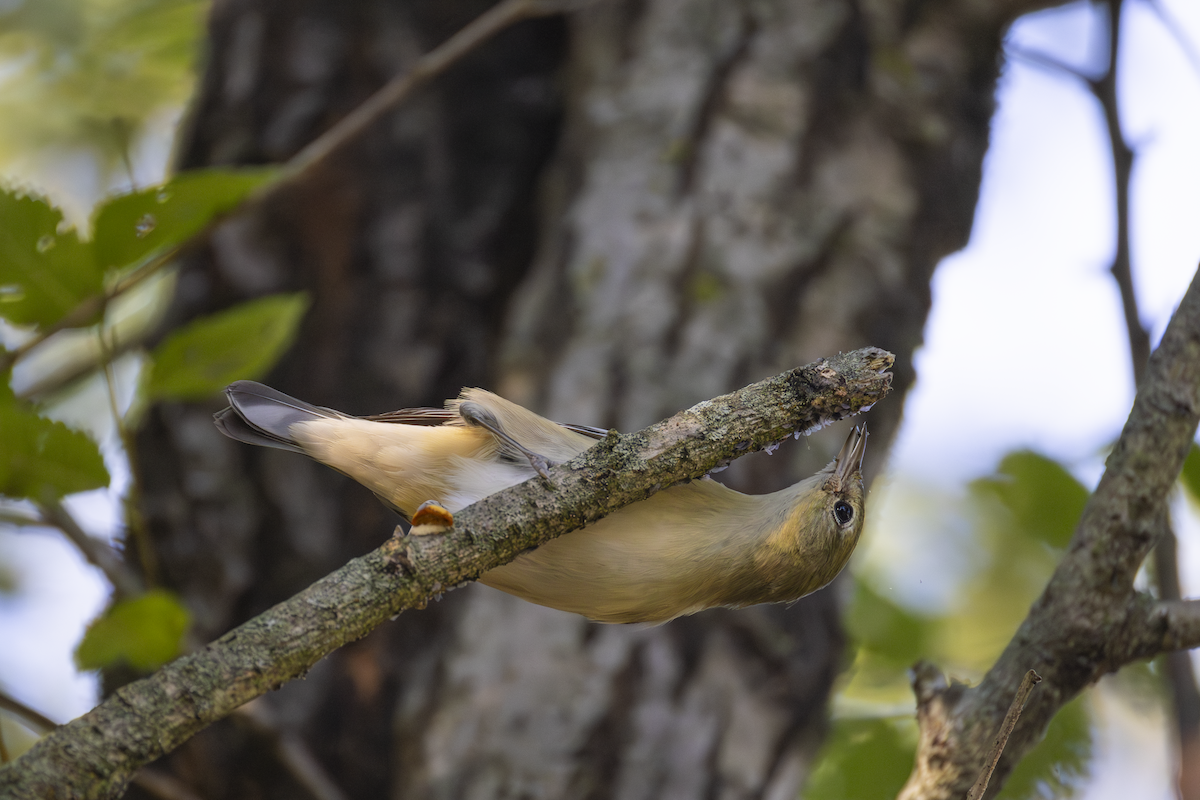 Bay-breasted Warbler - ML642537221