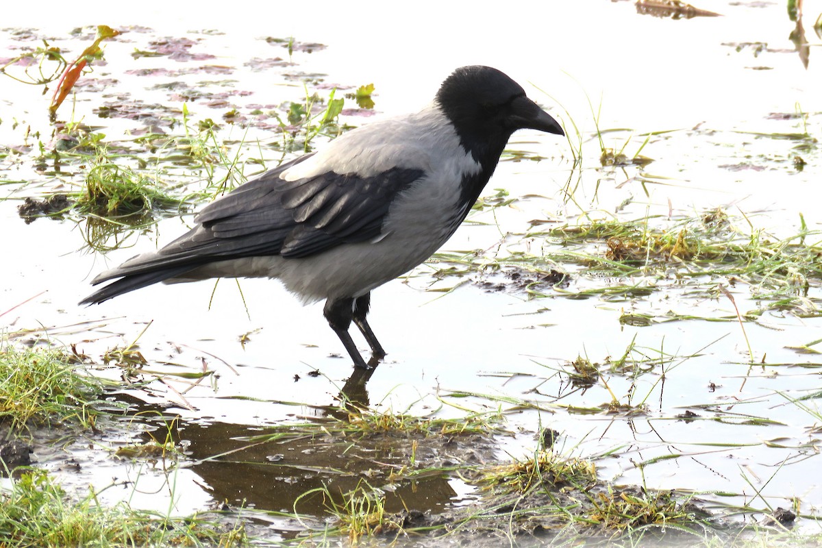 Hooded Crow (Hooded) - ML642537259