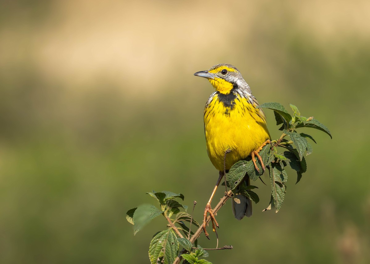 Yellow-throated Longclaw - ML642537272