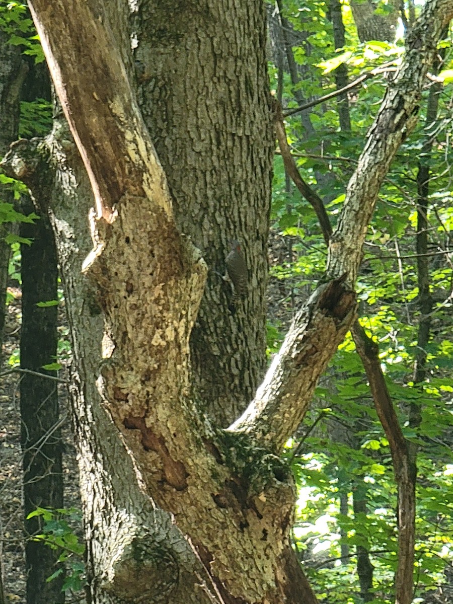 Northern Flicker - ML642537336