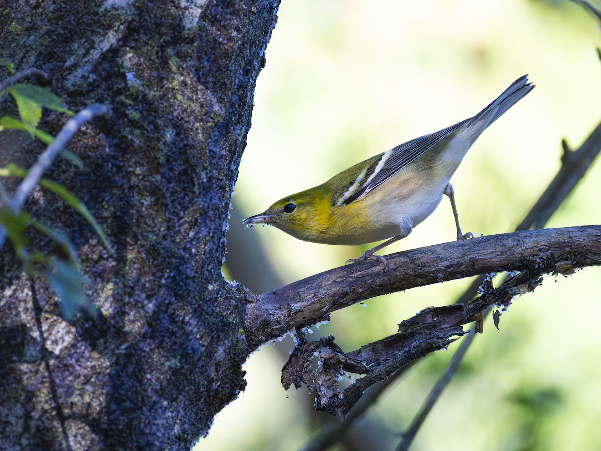Bay-breasted Warbler - ML642537371