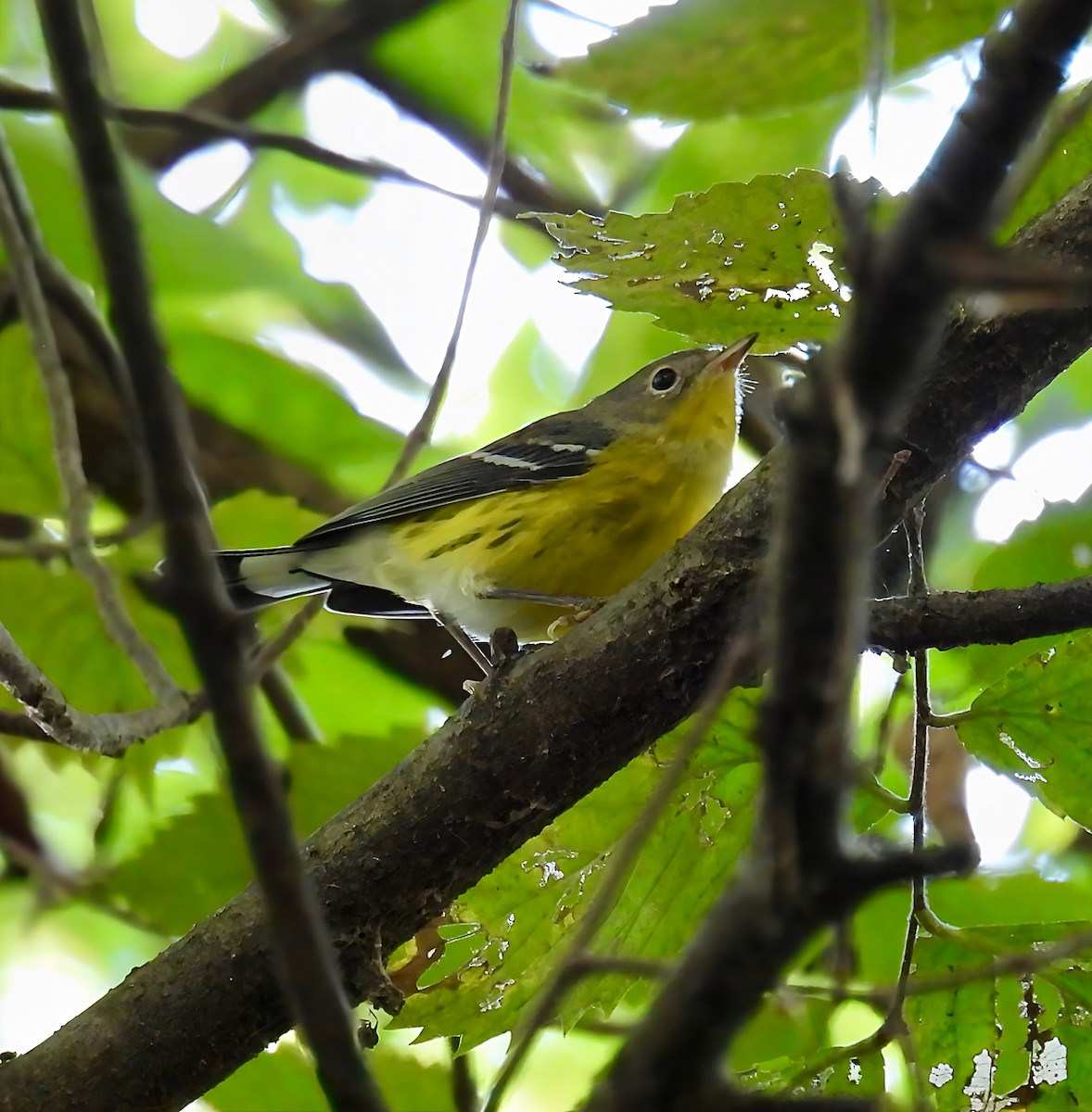 Magnolia Warbler - ML642537426