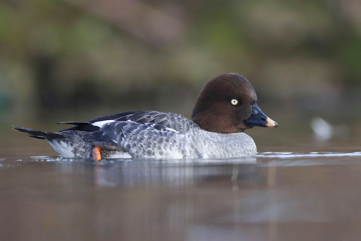 Common Goldeneye - ML642537432