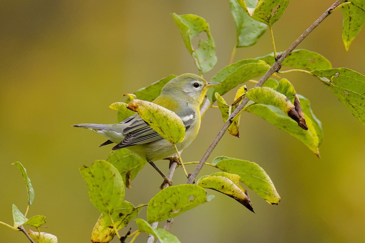 Parula Norteña - ML642537441