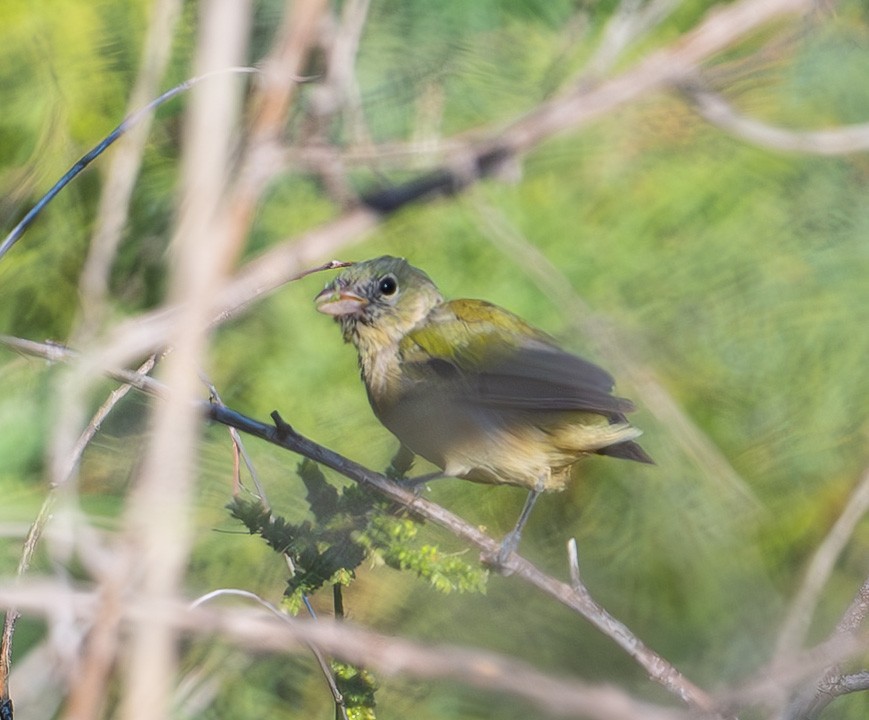 Painted Bunting - ML642537454