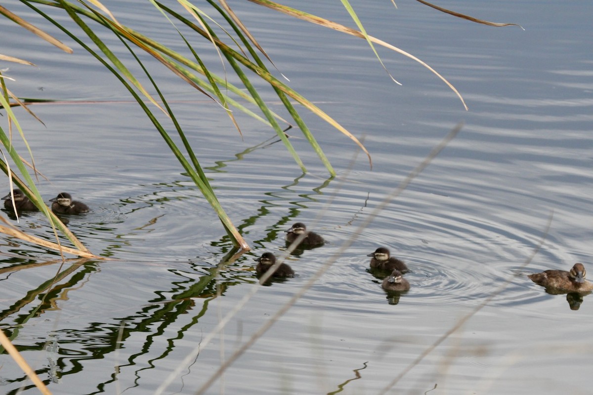 kachnice kaštanová - ML642537466