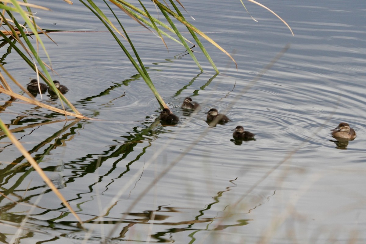 kachnice kaštanová - ML642537467