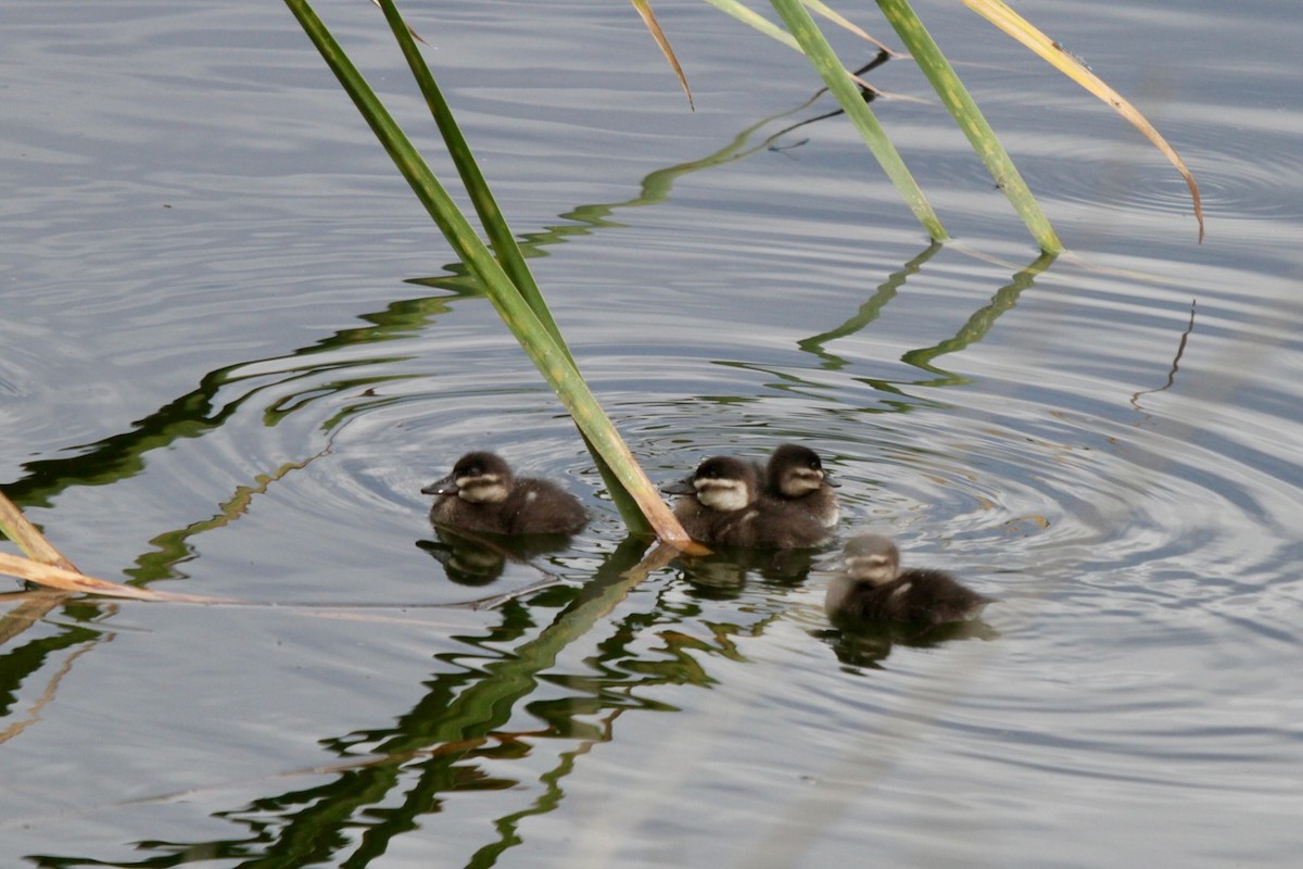 kachnice kaštanová - ML642537468