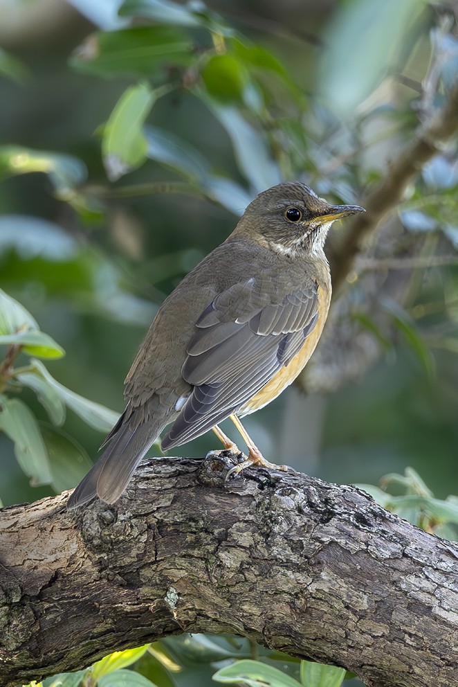 brunhodetrost - ML642537470