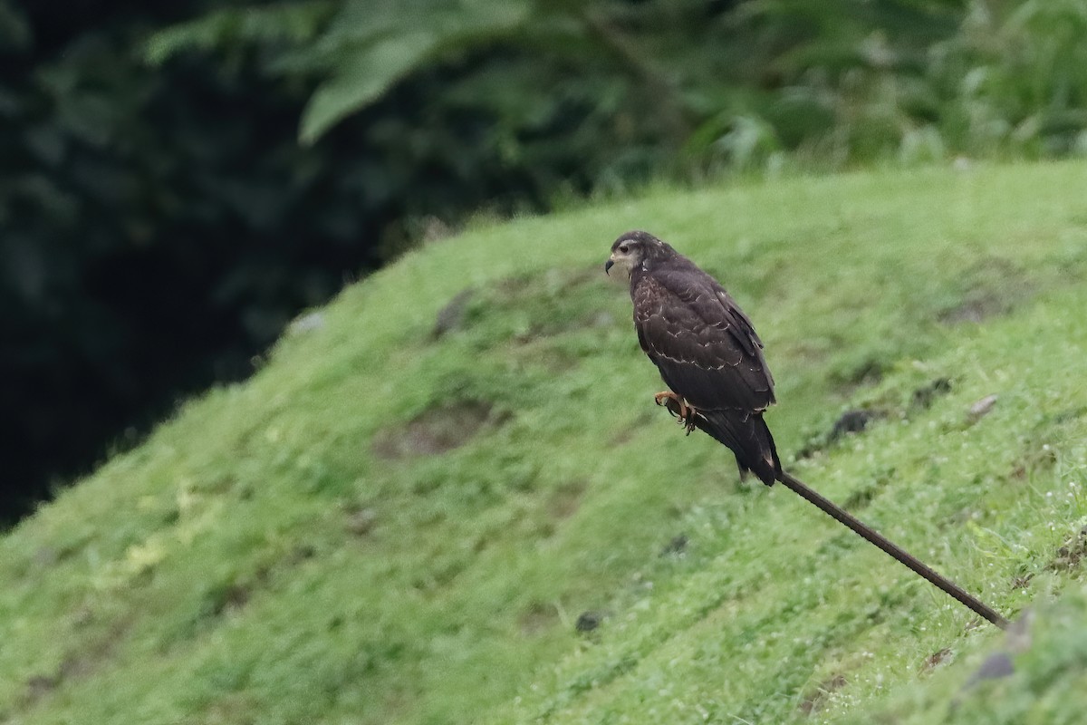 plžojed bažinný - ML642537489