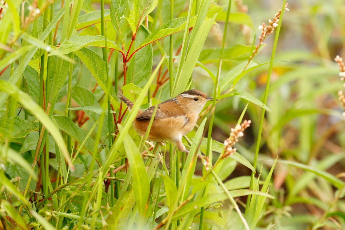 Marsh Wren - ML642537503