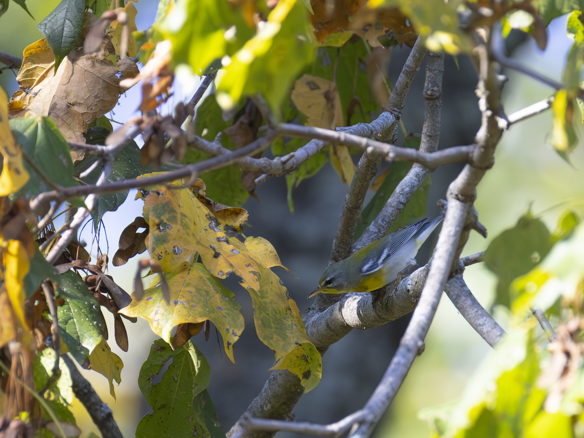 Northern Parula - ML642537511