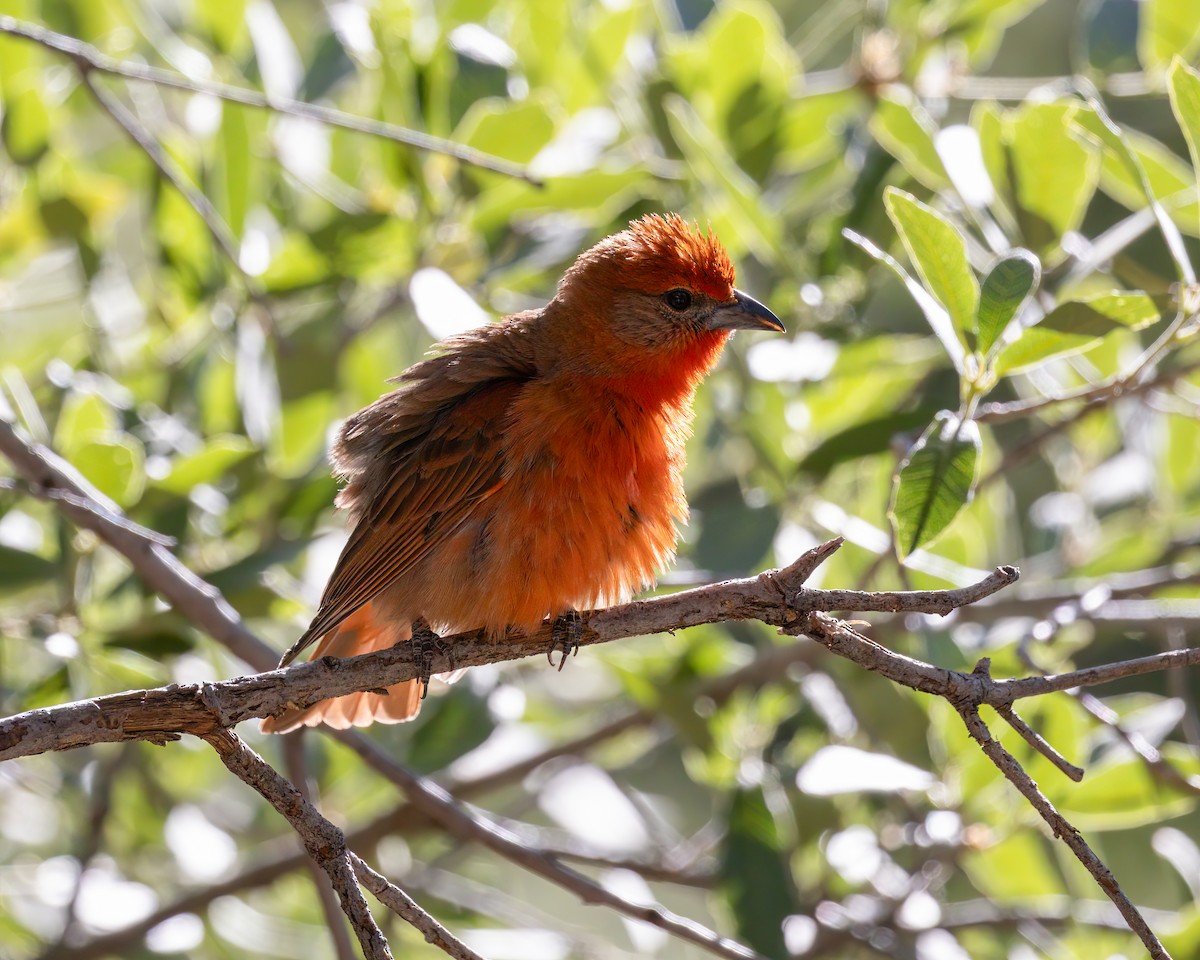 Hepatic Tanager - ML642537515