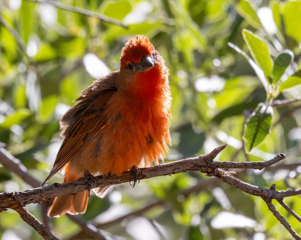 Hepatic Tanager - ML642537538