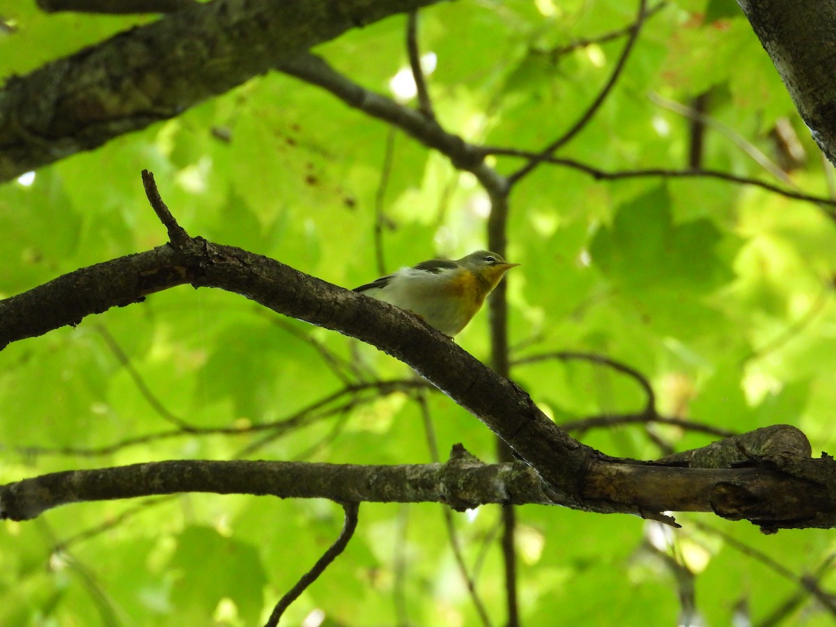 Northern Parula - ML642537553