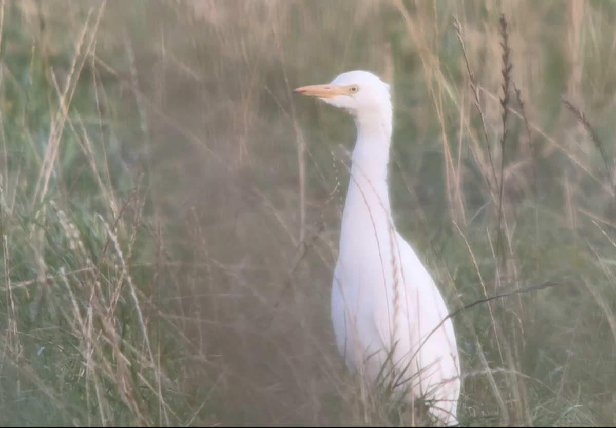 Western Cattle-Egret - ML642537564