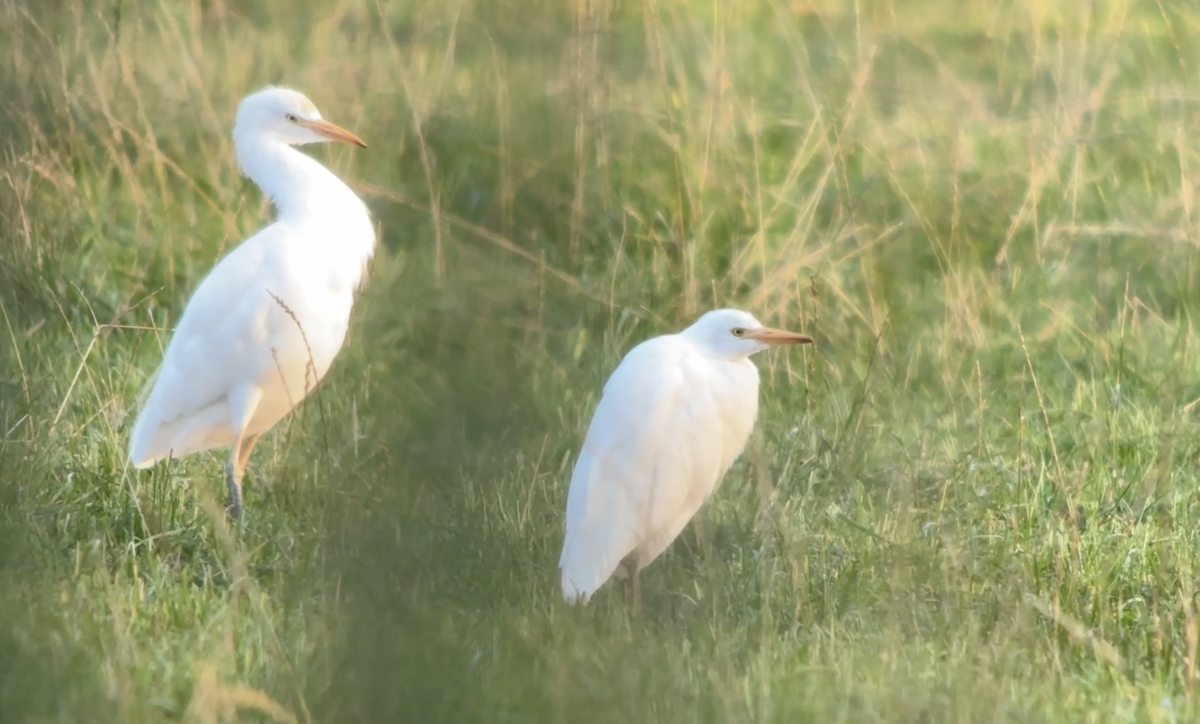 Western Cattle-Egret - ML642537565