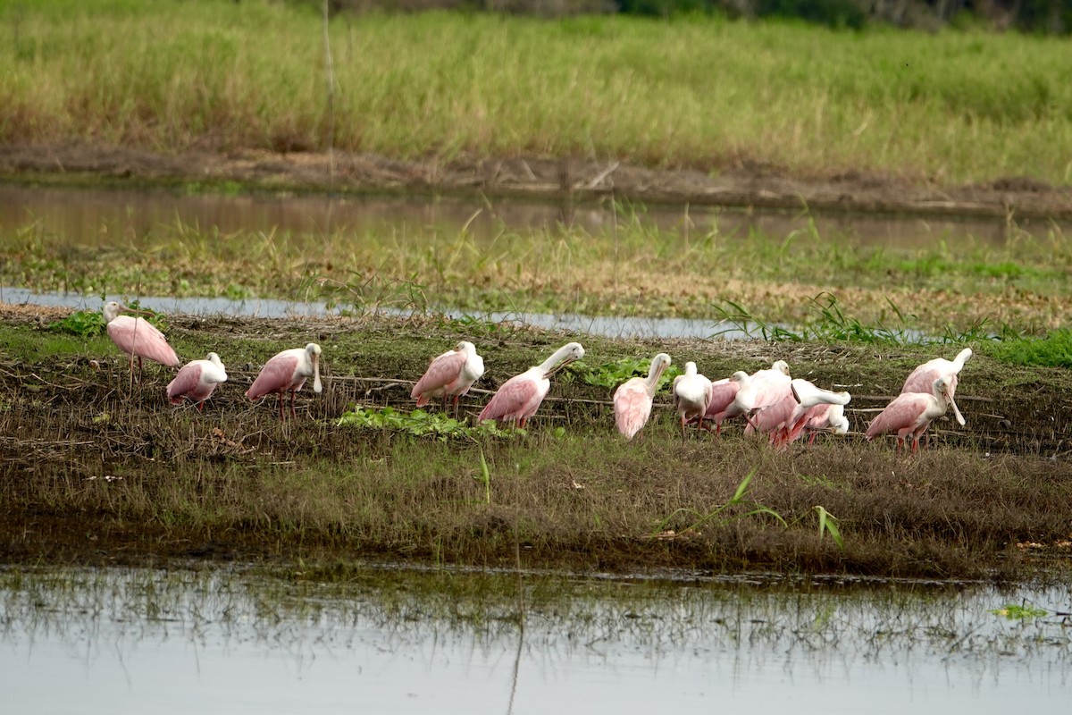 Roseate Spoonbill - ML642537584