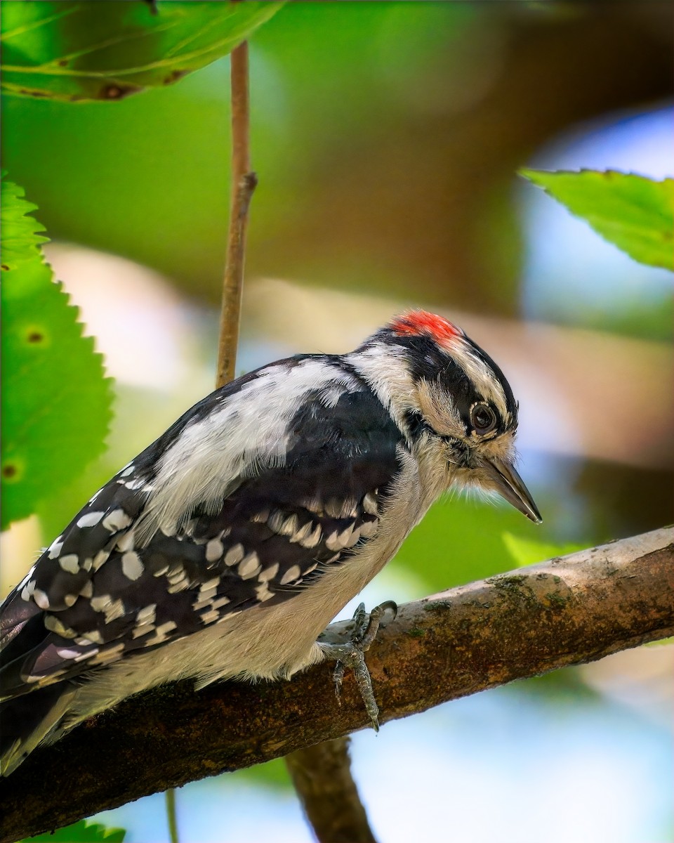 Downy Woodpecker - ML642537585