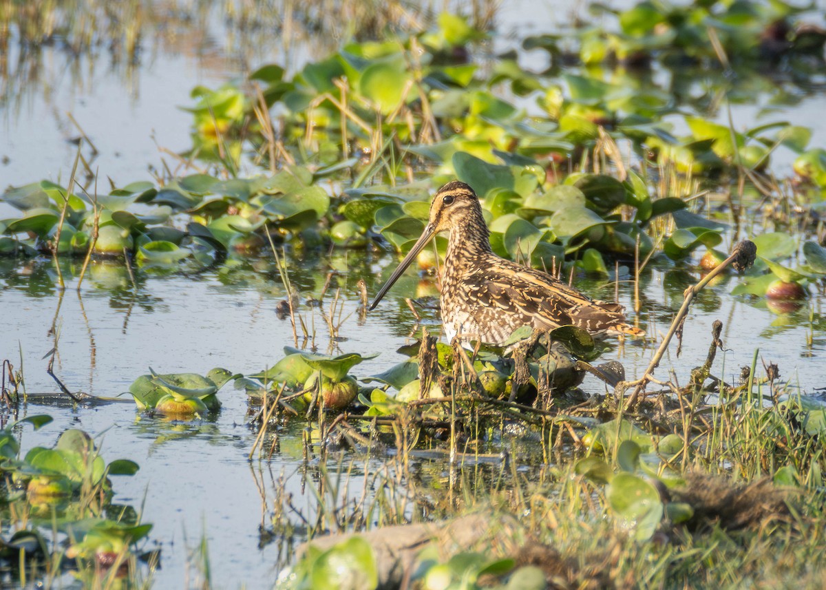African Snipe - ML642537600