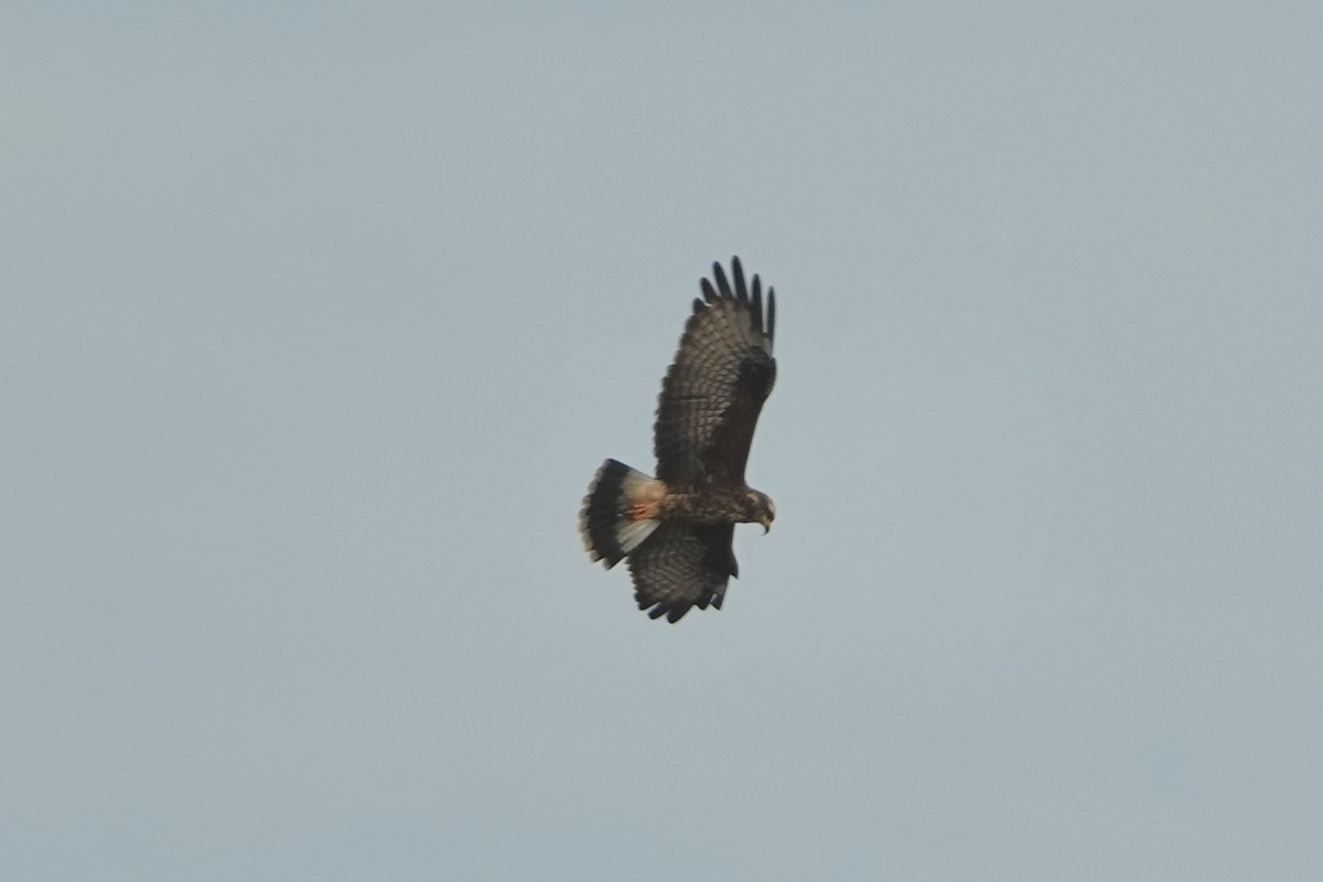 Snail Kite - ML642537606