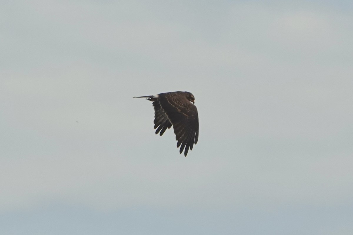 Snail Kite - ML642537612