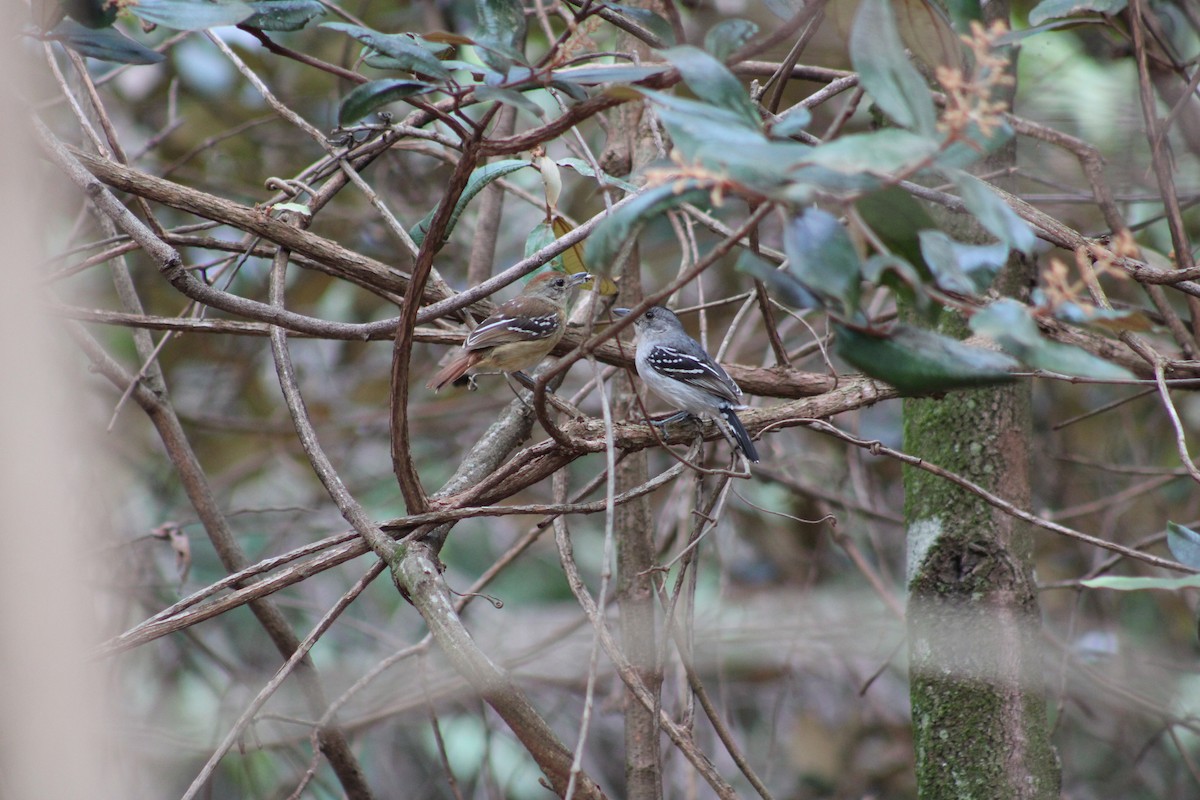 Batara de Pelzeln - ML642537614