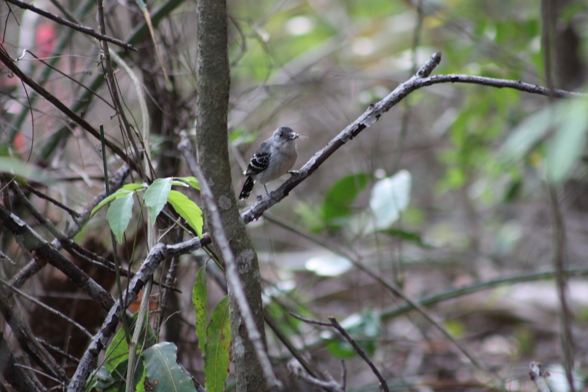 Batara de Pelzeln - ML642537615