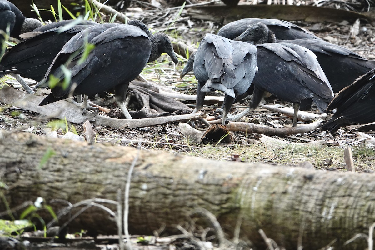 Black Vulture - ML642537621