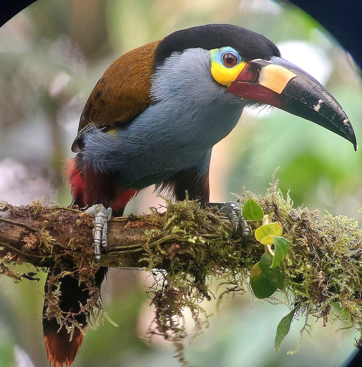 Plate-billed Mountain-Toucan - ML642537639