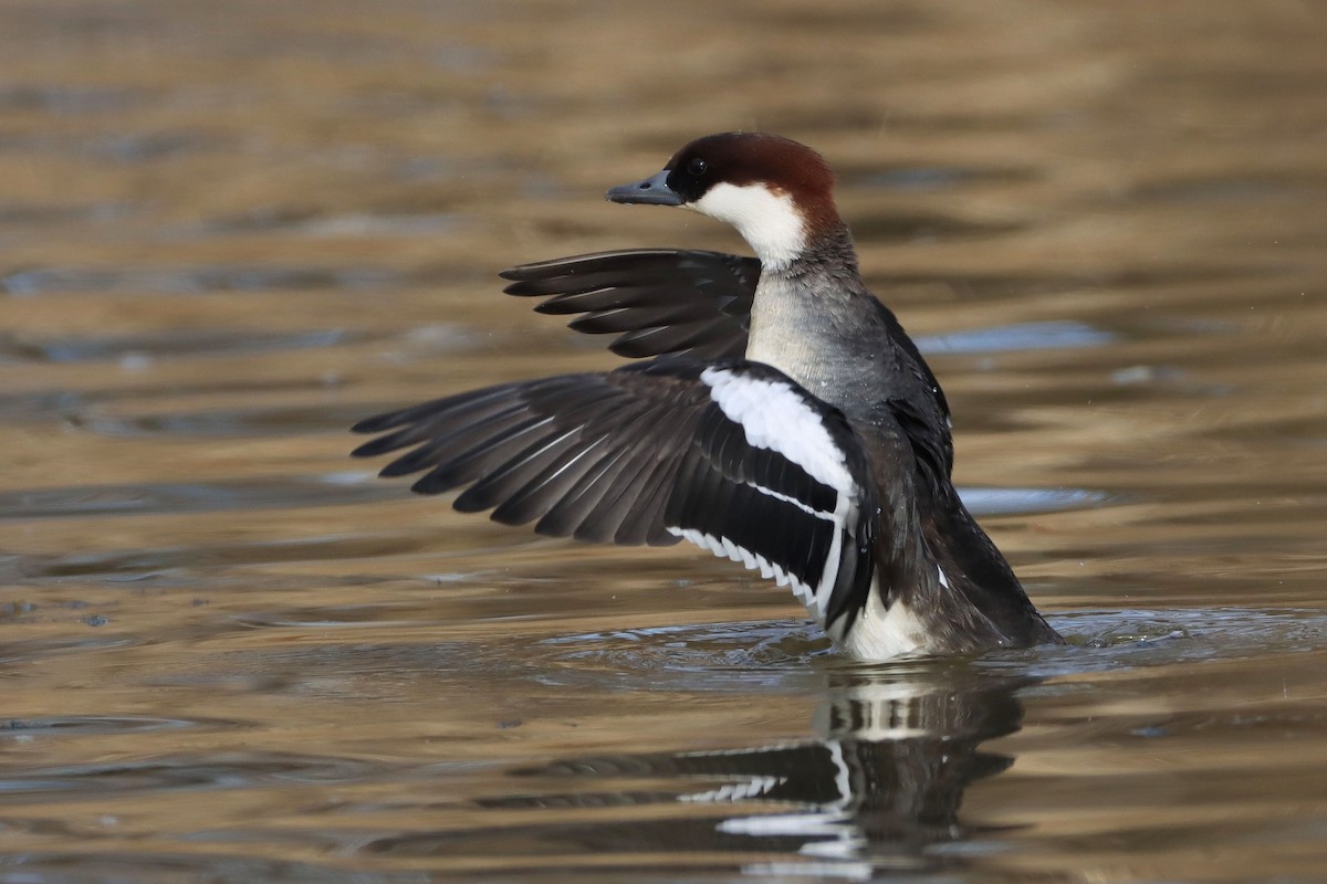 Smew - ML642537649