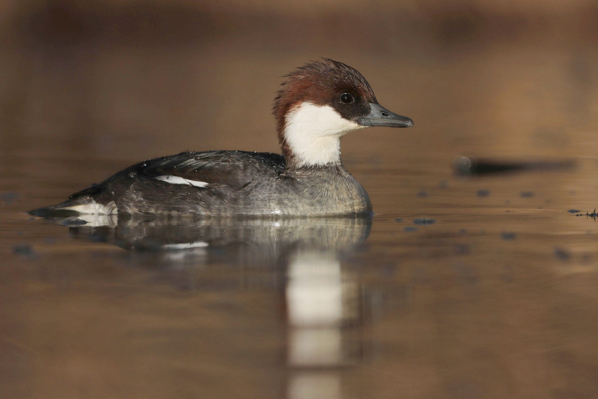 Smew - ML642537693