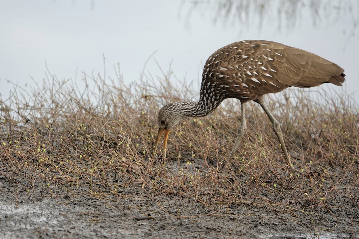 Limpkin - ML642537698