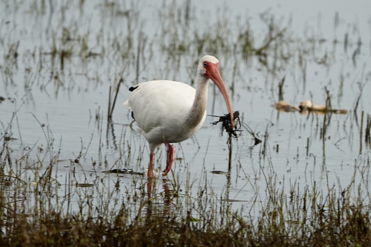 White Ibis - ML642537709