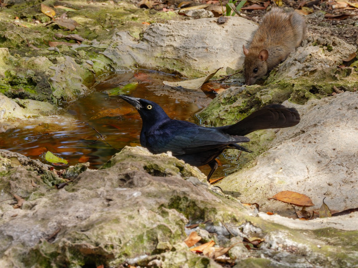 Greater Antillean Grackle - ML642537736