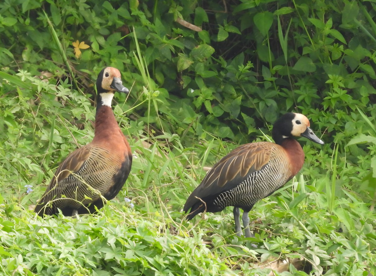 White-faced Whistling-Duck - ML642537754