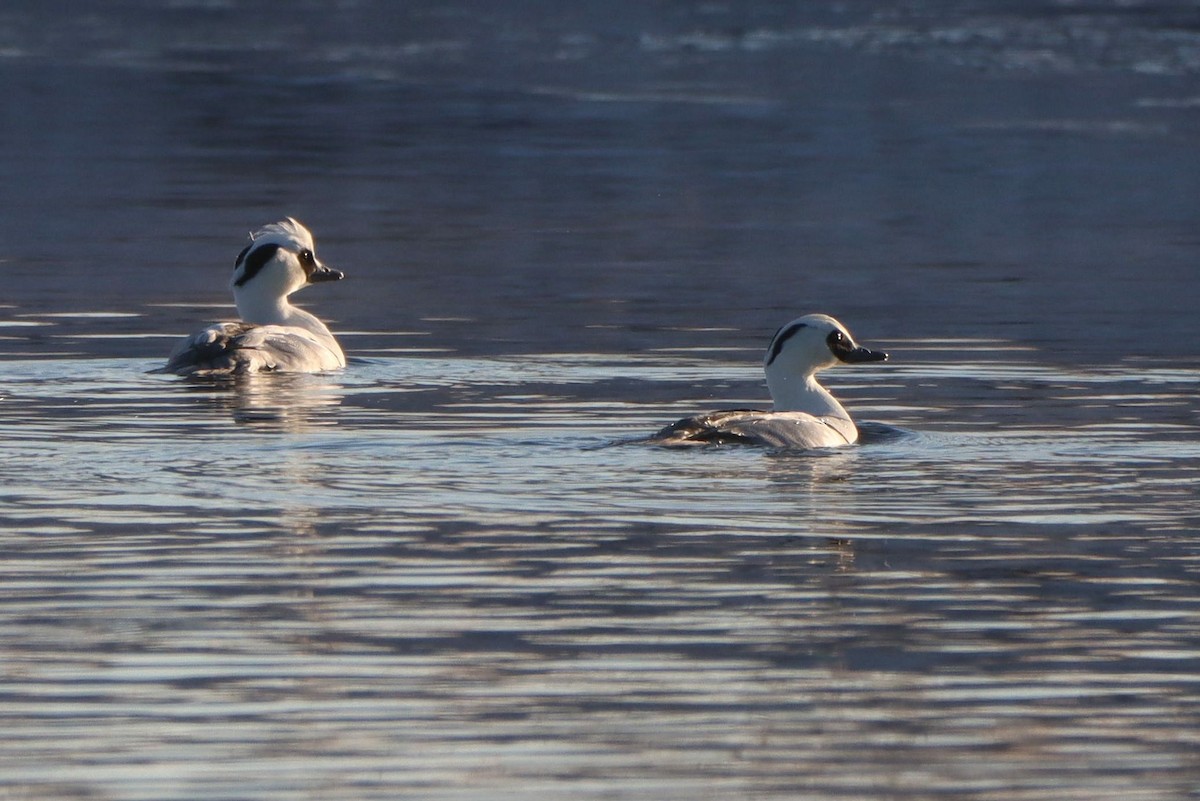 Smew - ML642537757