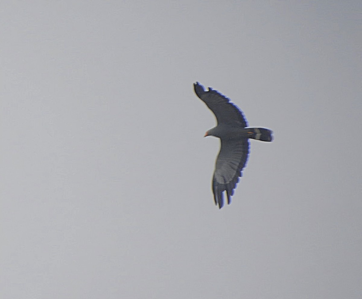 African Harrier-Hawk - ML642537762
