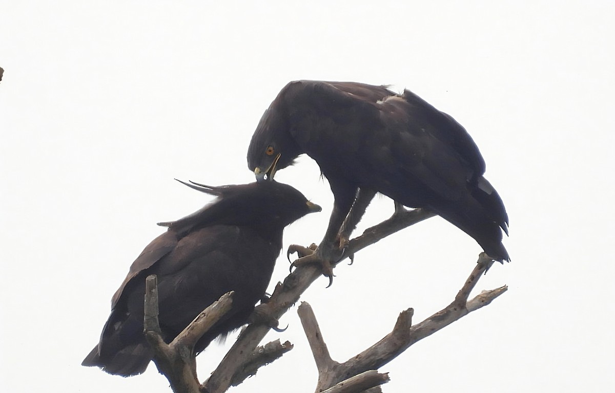 Long-crested Eagle - ML642537769