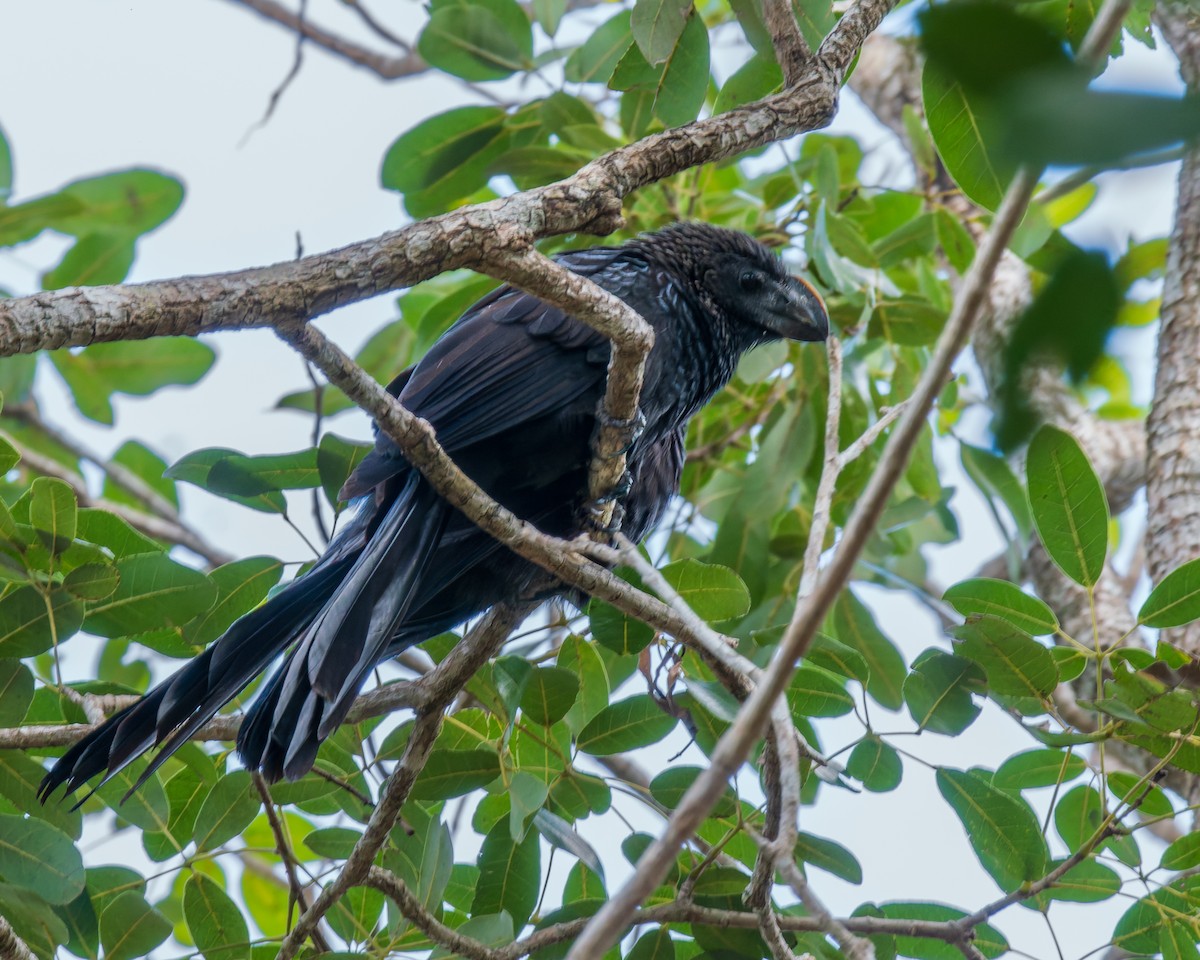 Smooth-billed Ani - ML642537775
